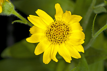 Image showing mountain tobacco