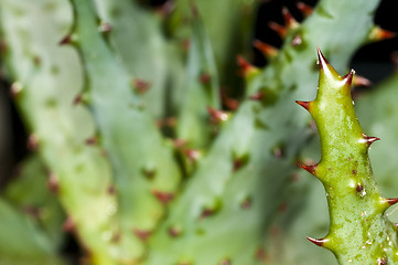 Image showing Cap Aloe with thorns