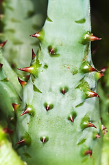 Image showing Cap Aloe with thorns