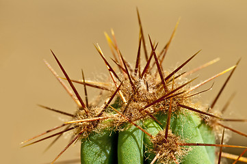 Image showing cactus with thorns