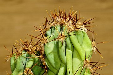 Image showing cactus with thorns