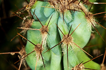 Image showing cactus with thorns