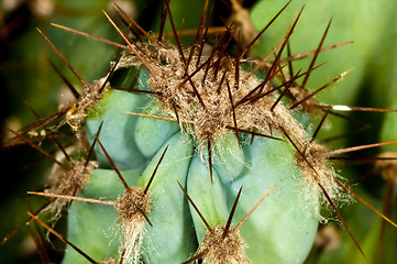 Image showing cactus with thorns