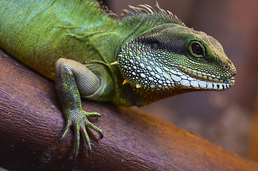 Image showing Lizard