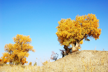 Image showing Landscape of desert