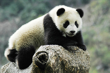 Image showing Panda cub