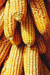 Image showing Pile of corn cobs