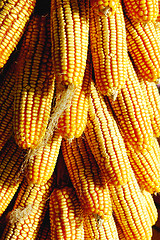 Image showing Pile of corn cobs