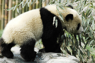 Image showing Panda cub