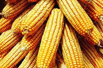 Image showing Pile of corn cobs