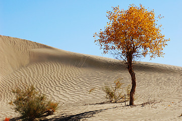 Image showing Landscape of desert