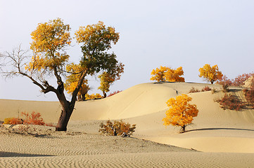 Image showing Landscape of desert