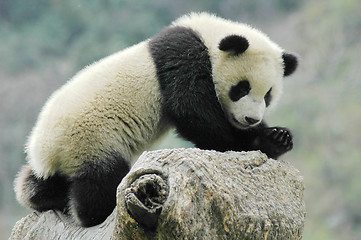 Image showing Panda cub