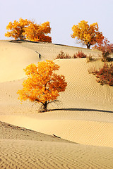 Image showing Landscape of desert