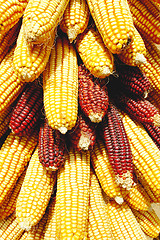 Image showing Pile of corn cobs
