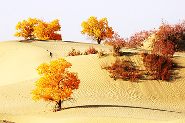 Image showing Landscape of desert