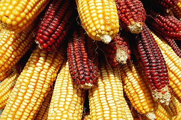 Image showing Pile of corn cobs