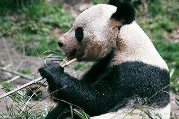 Image showing Giant panda