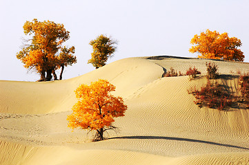 Image showing Landscape of desert