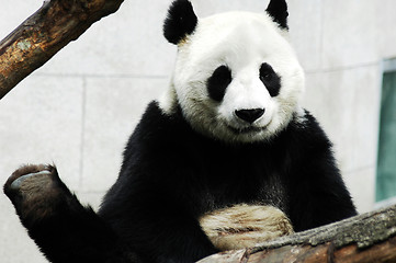 Image showing Giant panda