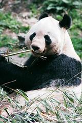 Image showing Giant panda