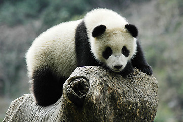 Image showing Panda cub