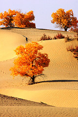 Image showing Landscape of desert