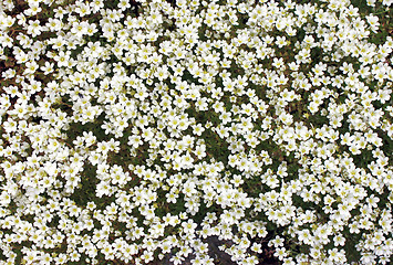 Image showing Irish Saxifrage