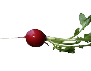 Image showing Radish: red and green