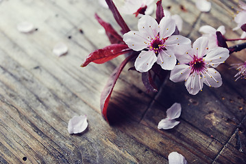 Image showing 	Spring Blossom