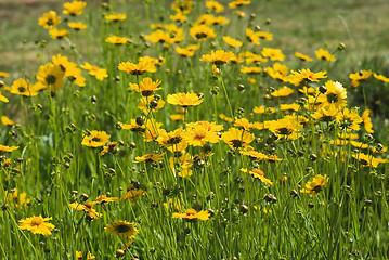 Image showing yellow field flowers