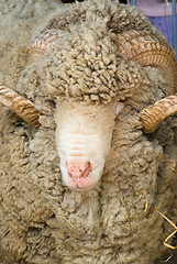 Image showing Sheep