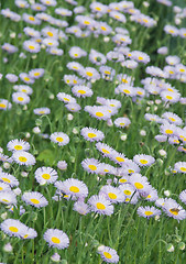 Image showing chamomile