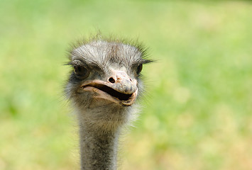 Image showing ostrich 