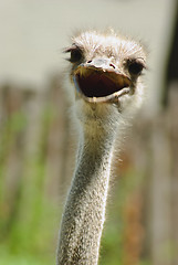 Image showing ostrich 