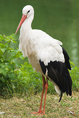 Image showing Stork