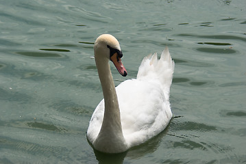 Image showing swan