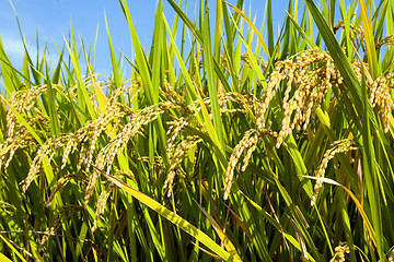 Image showing Rice Field II