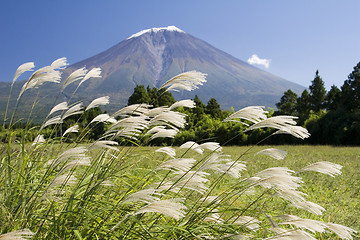 Image showing Plume grass