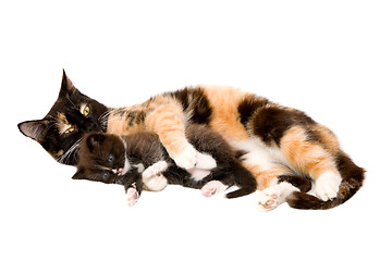 Image showing Cat with a kitten