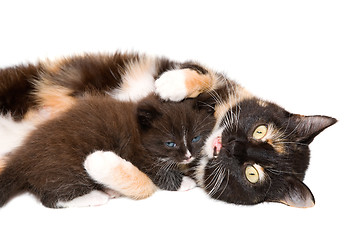 Image showing Cat with a kitten