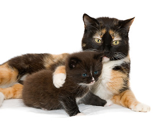 Image showing Cat with a kitten