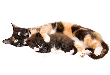 Image showing Cat with a kitten