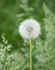 Image showing Dandelion