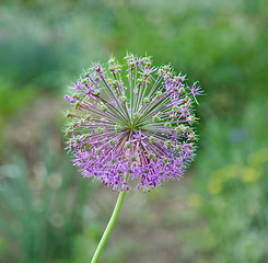 Image showing Flower