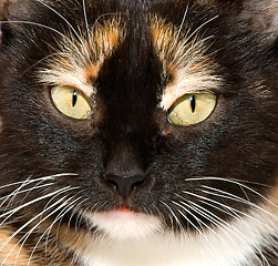 Image showing The cat's eyes
