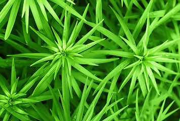 Image showing green plant background