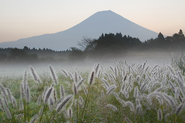 Image showing Foxtail Grass II