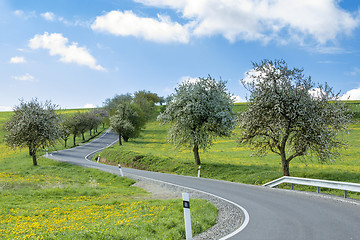 Image showing road with alley of cherry trees in bloom