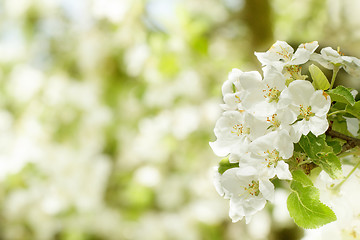 Image showing Blossoming flower in spring with very shallow focus